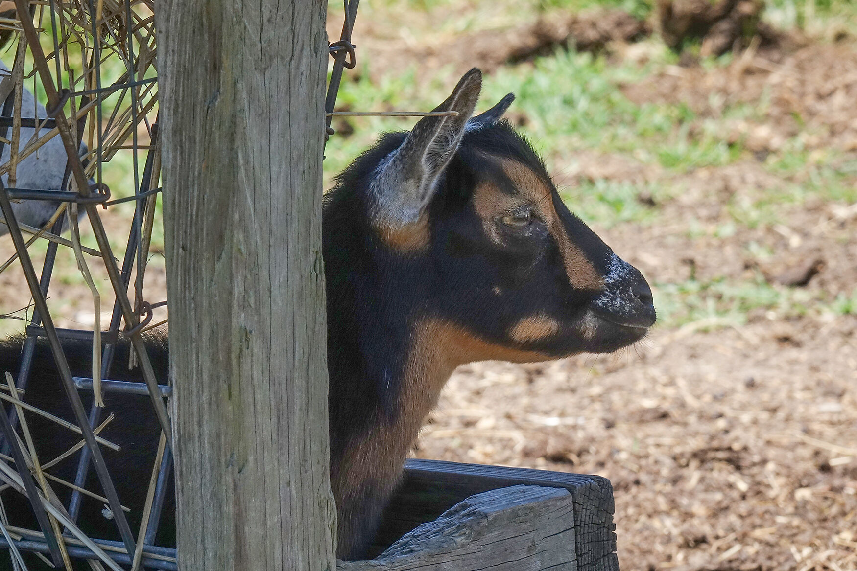 A goat is resting in a hay feeder